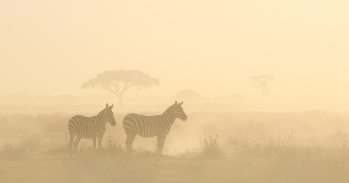 Zebra (Equus quagga) during a sand storm - Amboseli National Park, Kenya