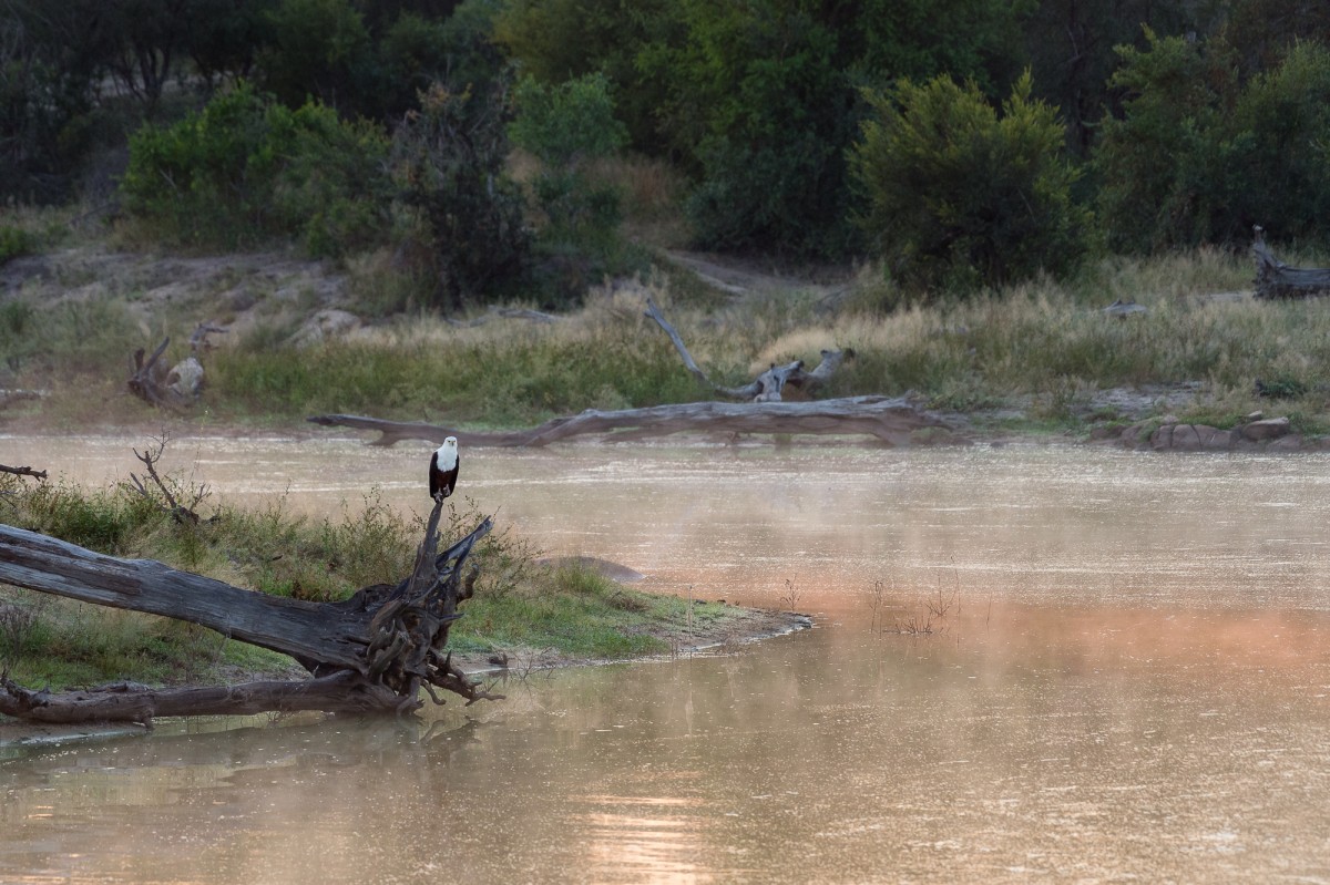 African fish eagle during sunrise
