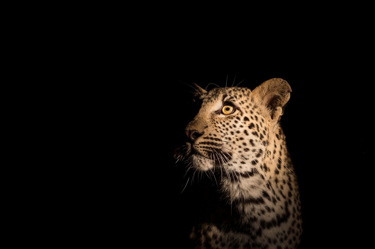 Leopard portrait in the dark