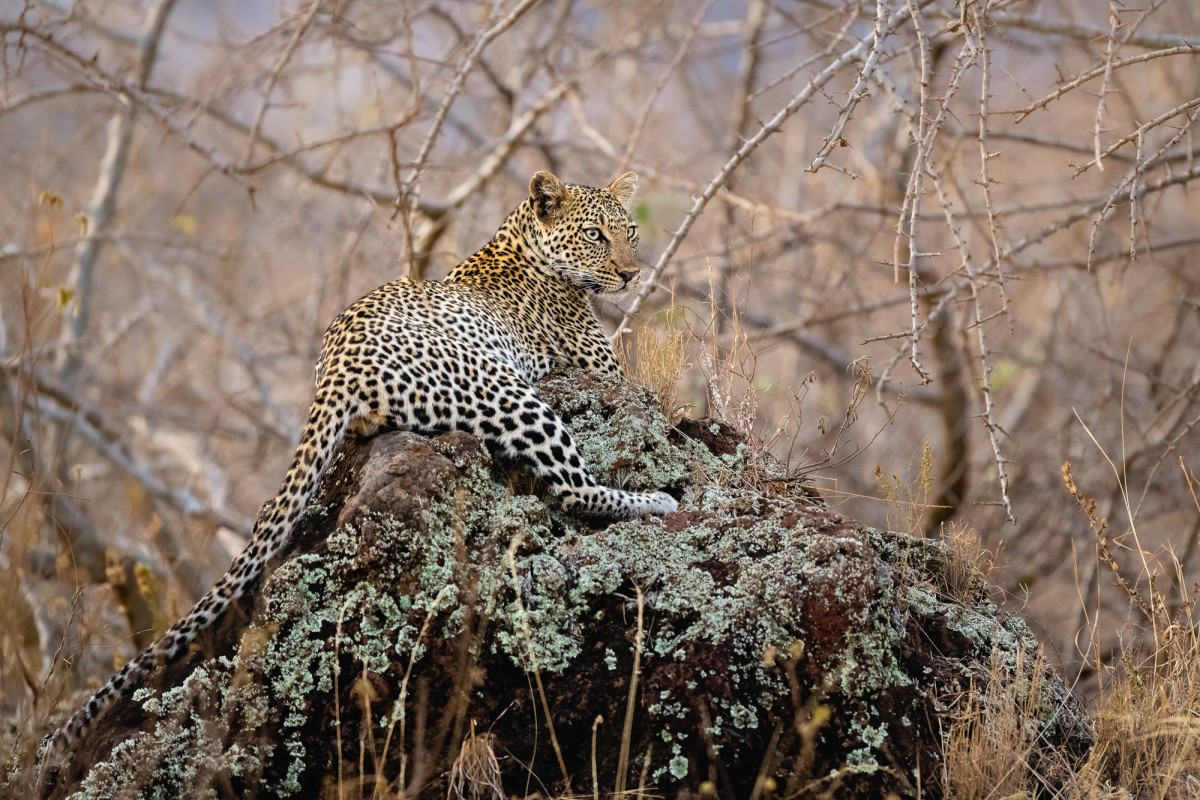 Female leopard (Panthera pardus) on a rock during sunset - Tsavo West National Park, Kenya