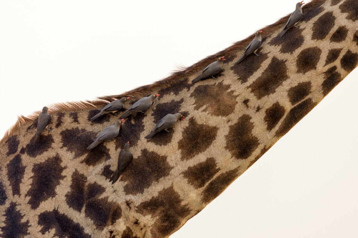 Red-billed oxpecker (Buphagus erythrorhynchus) removing parasites from the neck of a Angolan giraffe (Giraffa camelopardalis angolensis).