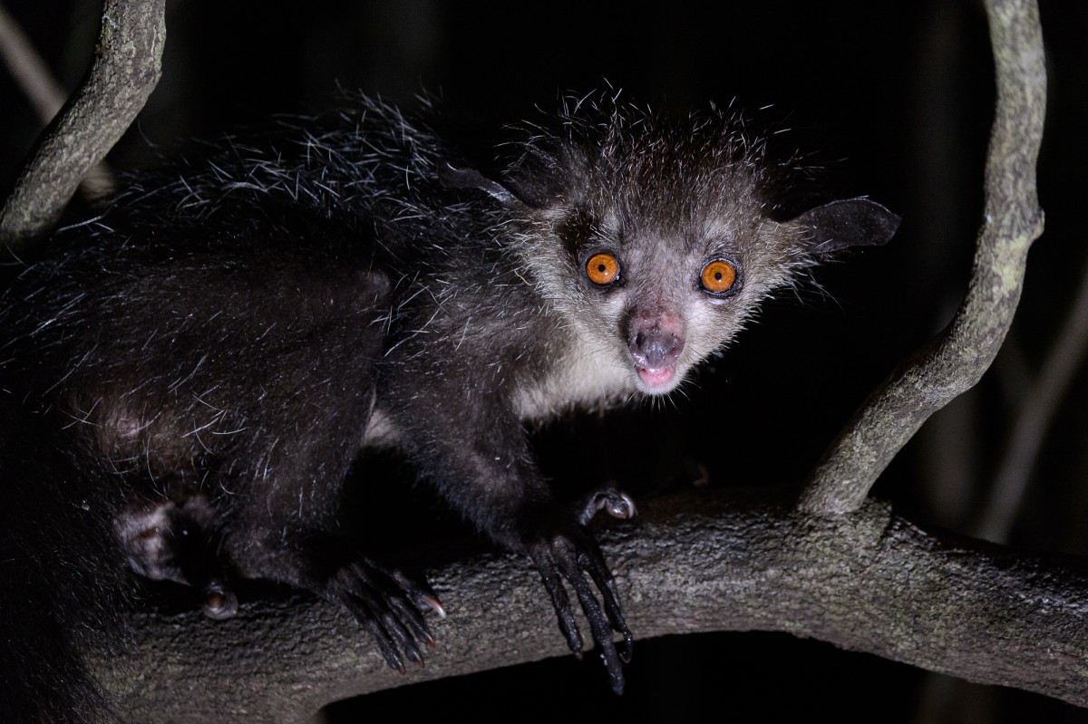 Aye-Aye night portrait - Ile mon désir, Madagascar