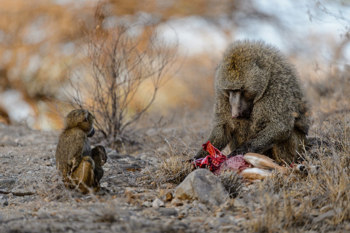 Baboon eating a impala calf - Buffalo Springs National Reserve, Kenya