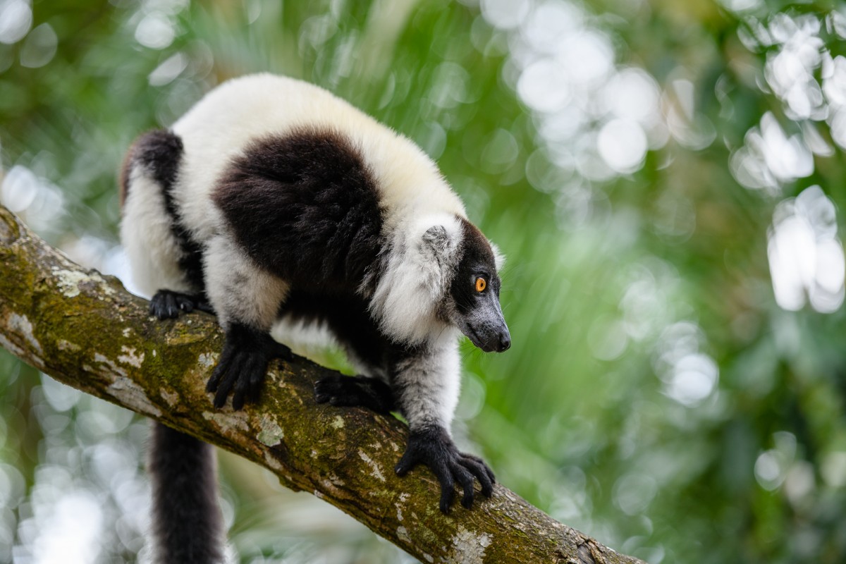 Black and white ruffed lemur walking on a branch - Canal des Pangalanes, Madagascar