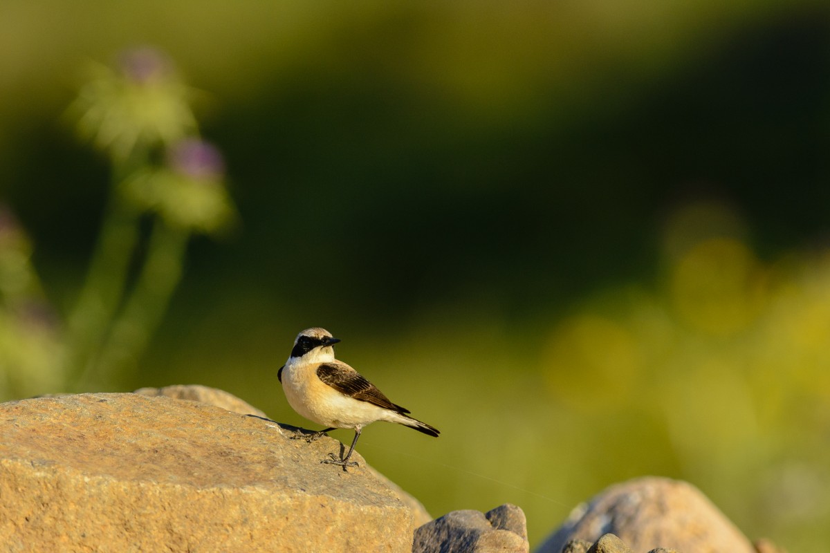 Black-eared wheatear (Oenanthe hispanica) perching on a rock in golden light.