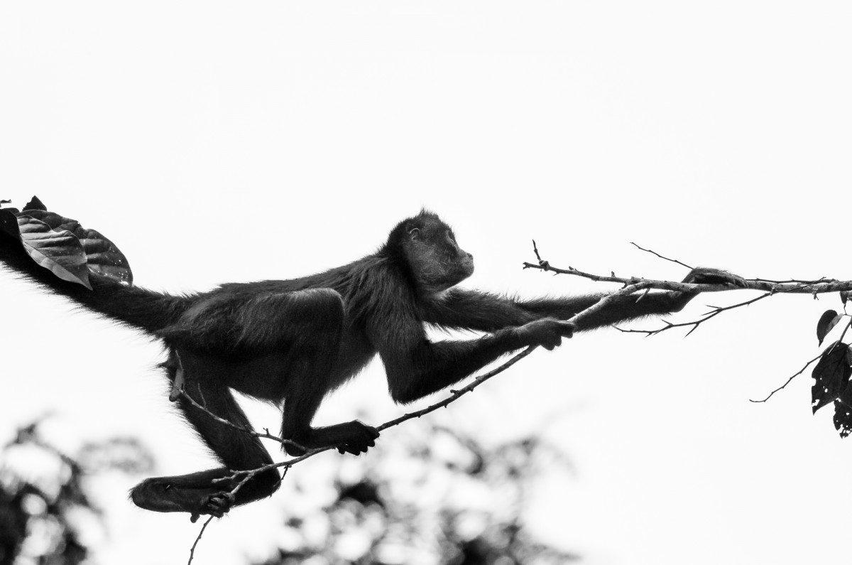 Black-handed spider monkey (Ateles geoffroyi) climbing