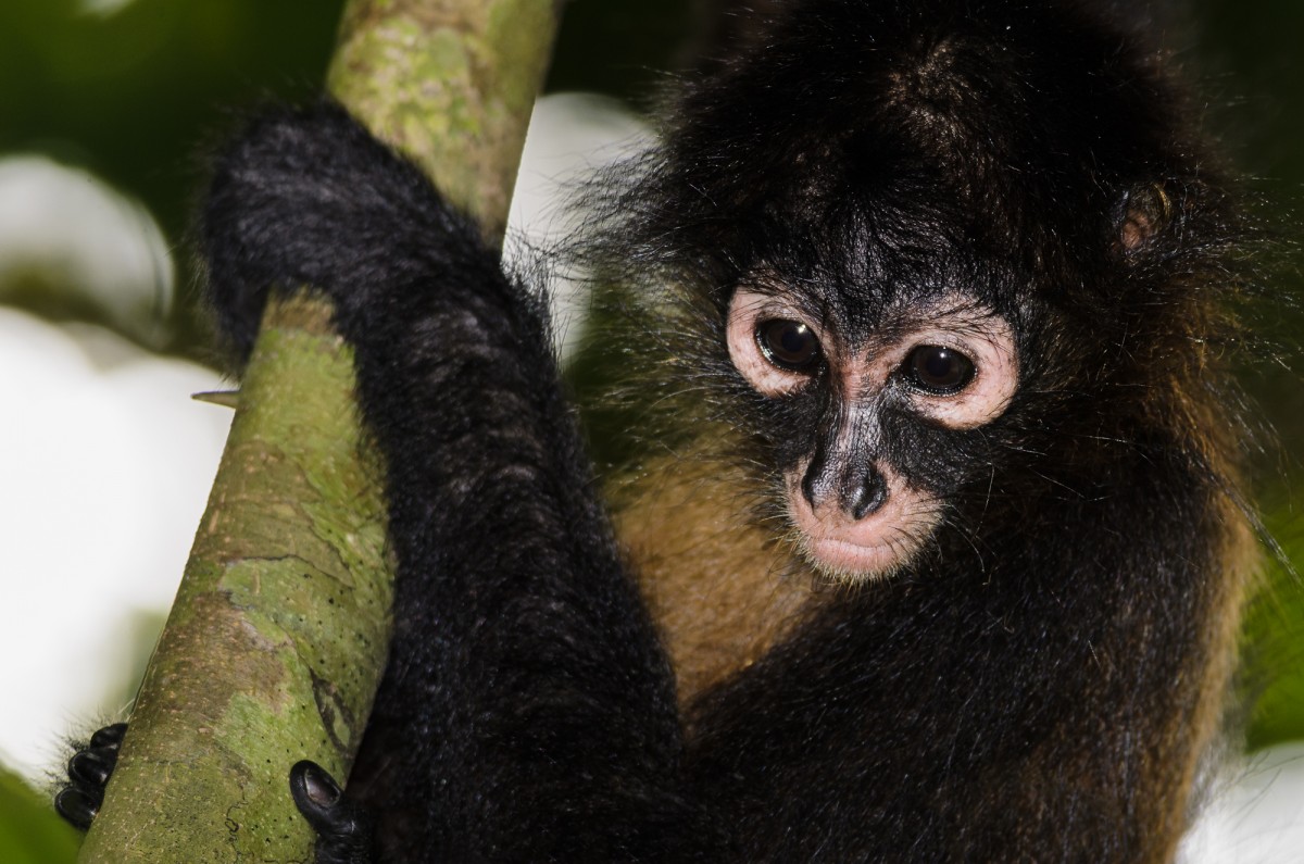 Black-handed spider monkey (Ateles geoffroyi) portrait.