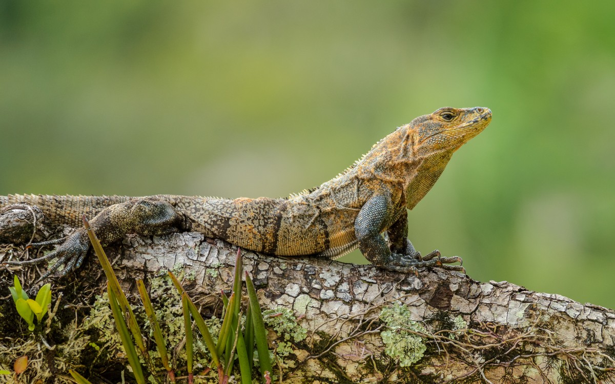 Black spiny-tailed iguana (Ctenosaura similis) on a branch.