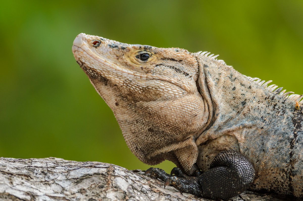 Black spiny-tailed iguana (Ctenosaura similis) portrait.