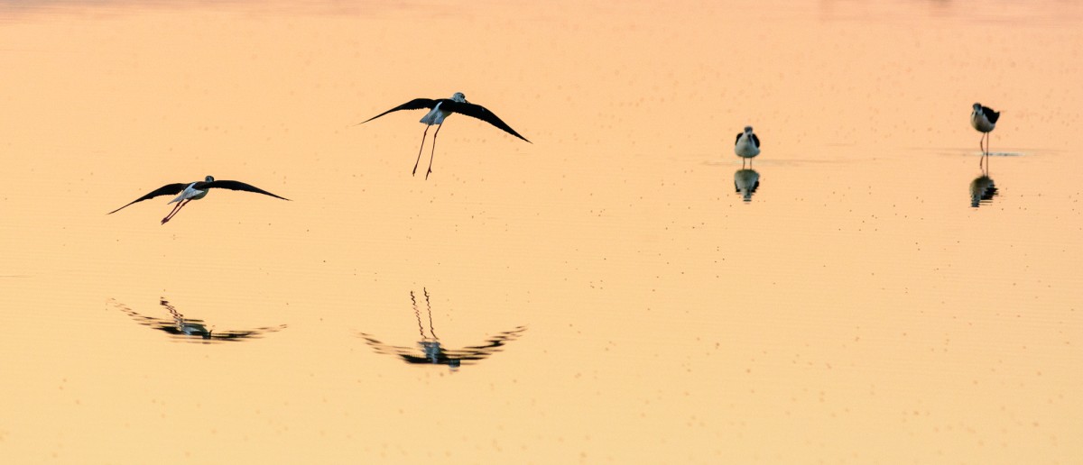 Black-winged stilt (Himantopus himantopus) flying with orange sunrise