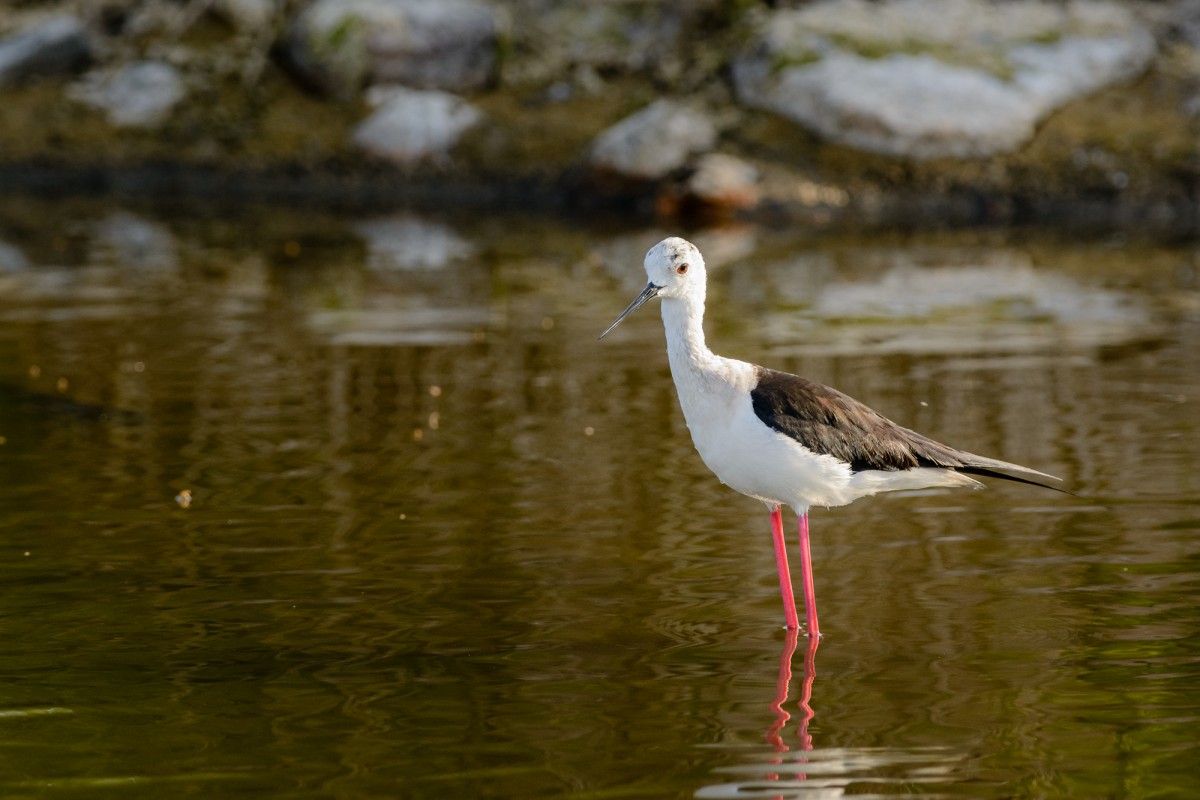 Black-winged stilt (Himantopus himantopus) perching