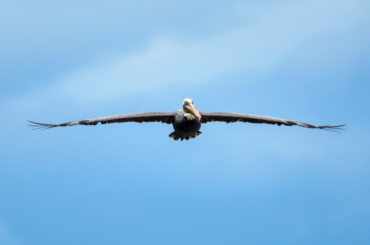 A brown pelican (Pelecanus occidentalis) in flight at Corcovado NP, Costa Rica.