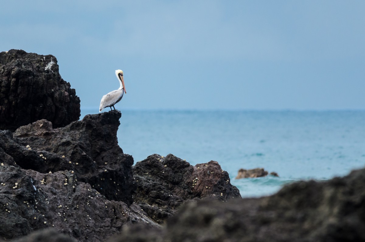 Brown Pelican (Pelecanus occidentalis) perching on rocks with the sea in the background - Corcovado NP, Costa Rica.