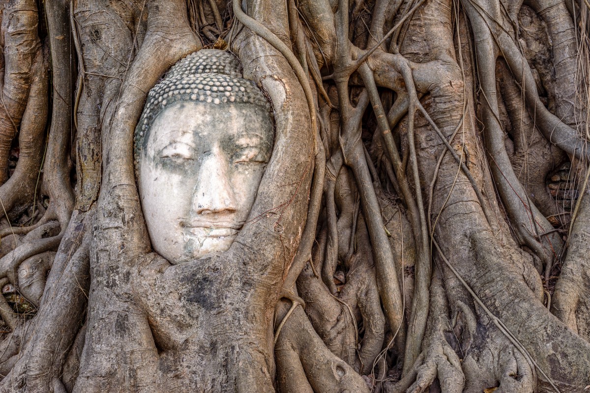 Budha statue in a tree