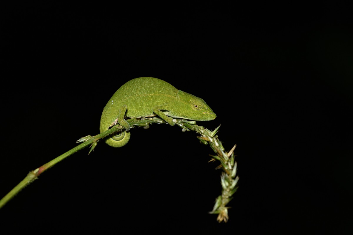 Small chameleon on a blade of grass - Ranomafana, madagascar