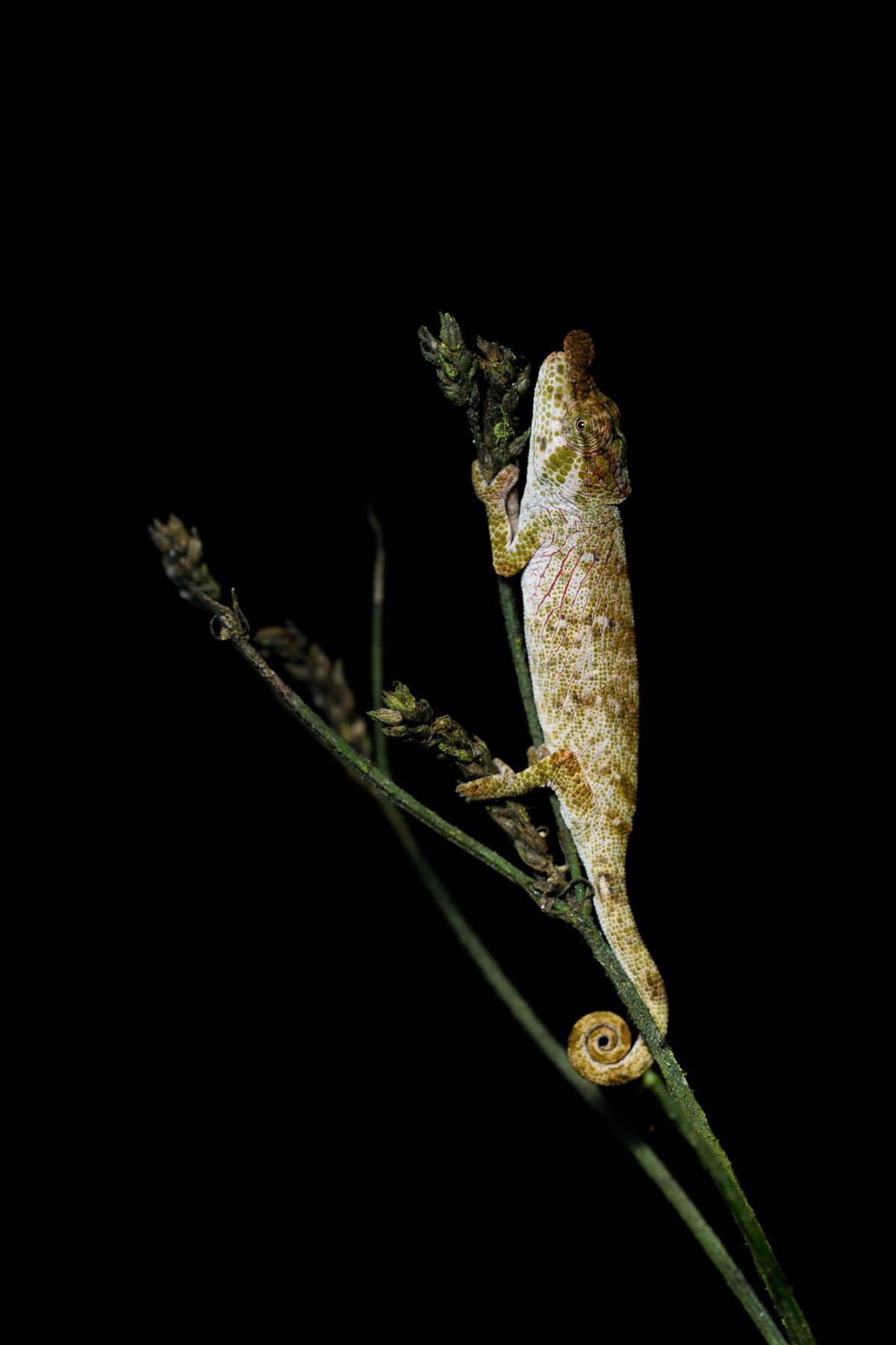 Chameleon resting in a plant during the night - Ranomafana, Madagascar