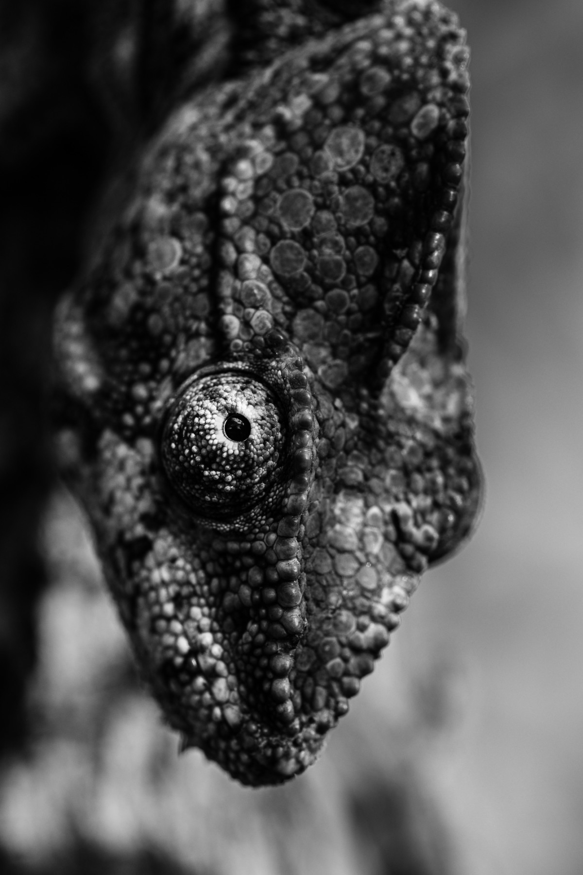 Black and white portrait of a chameleon head - Ambalavao, Madagascar