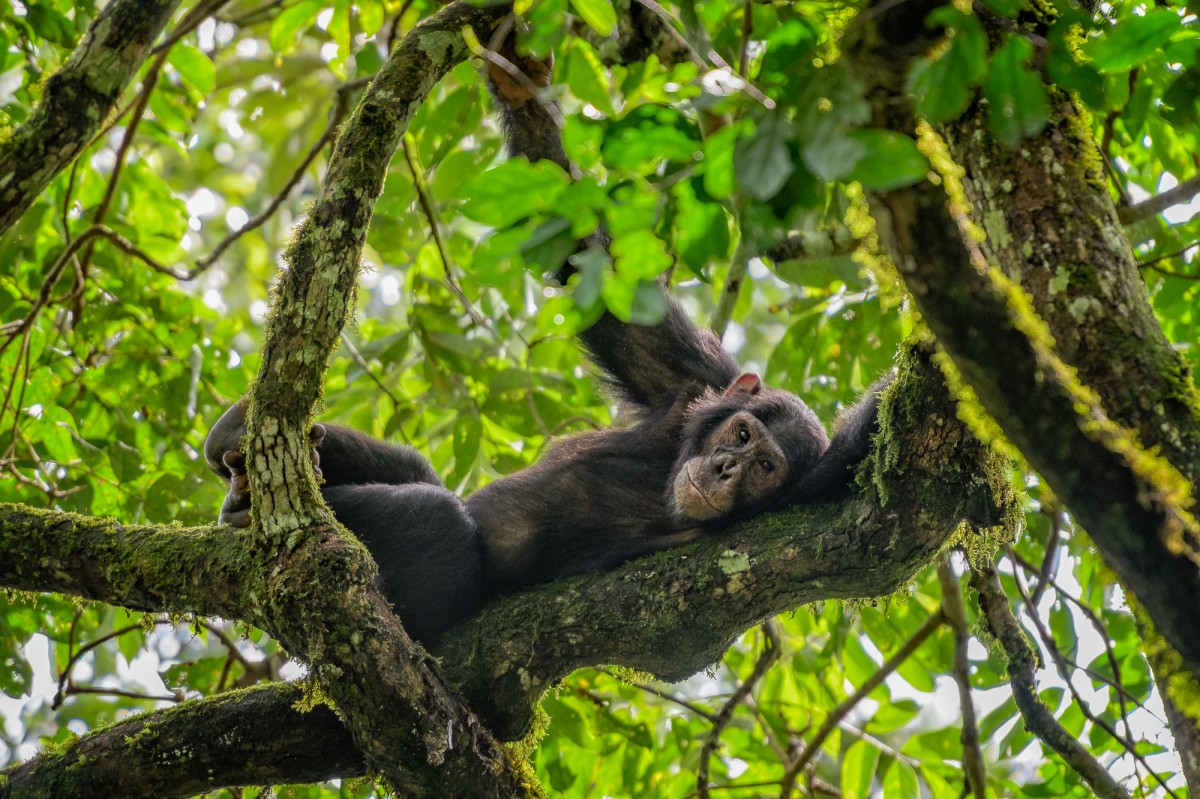 Chimpansee displaying natural behaviour - Kibale NP, Uganda