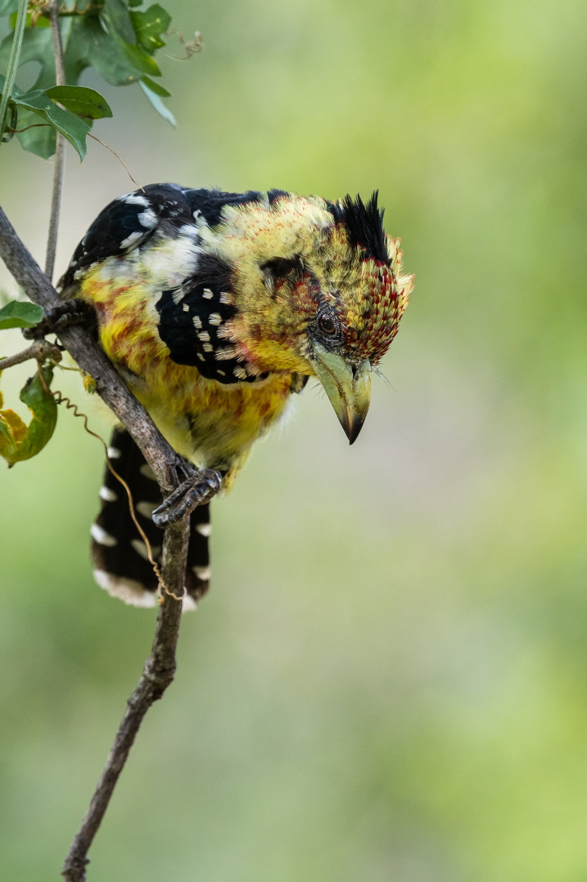 Crested Barbet perching on a branch