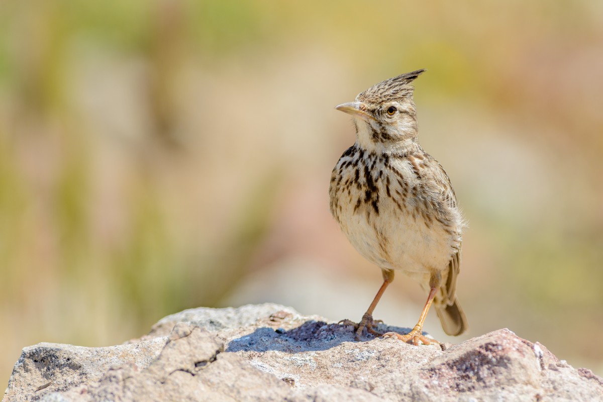 Crested lark (Galerida cristata) perching