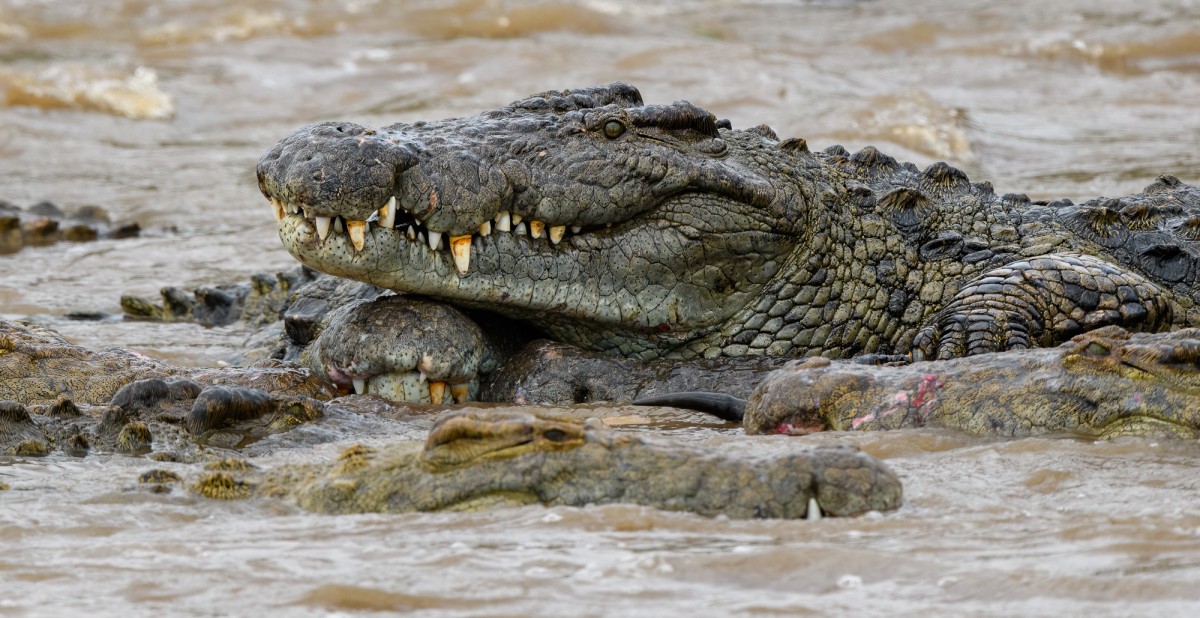 Crocodiles in the Mara river - Maasai Mara National Reserve, Kenya