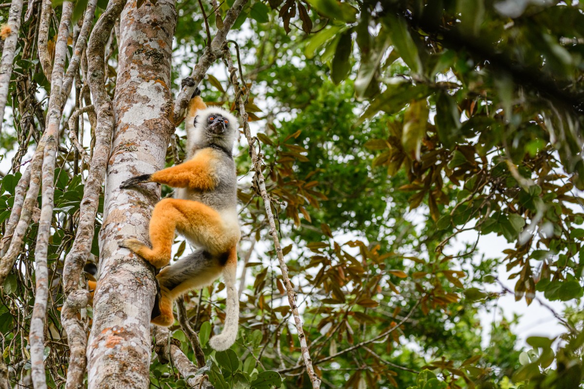 Diademed sifaka climbing in a tree - Andasibe, Madagascar