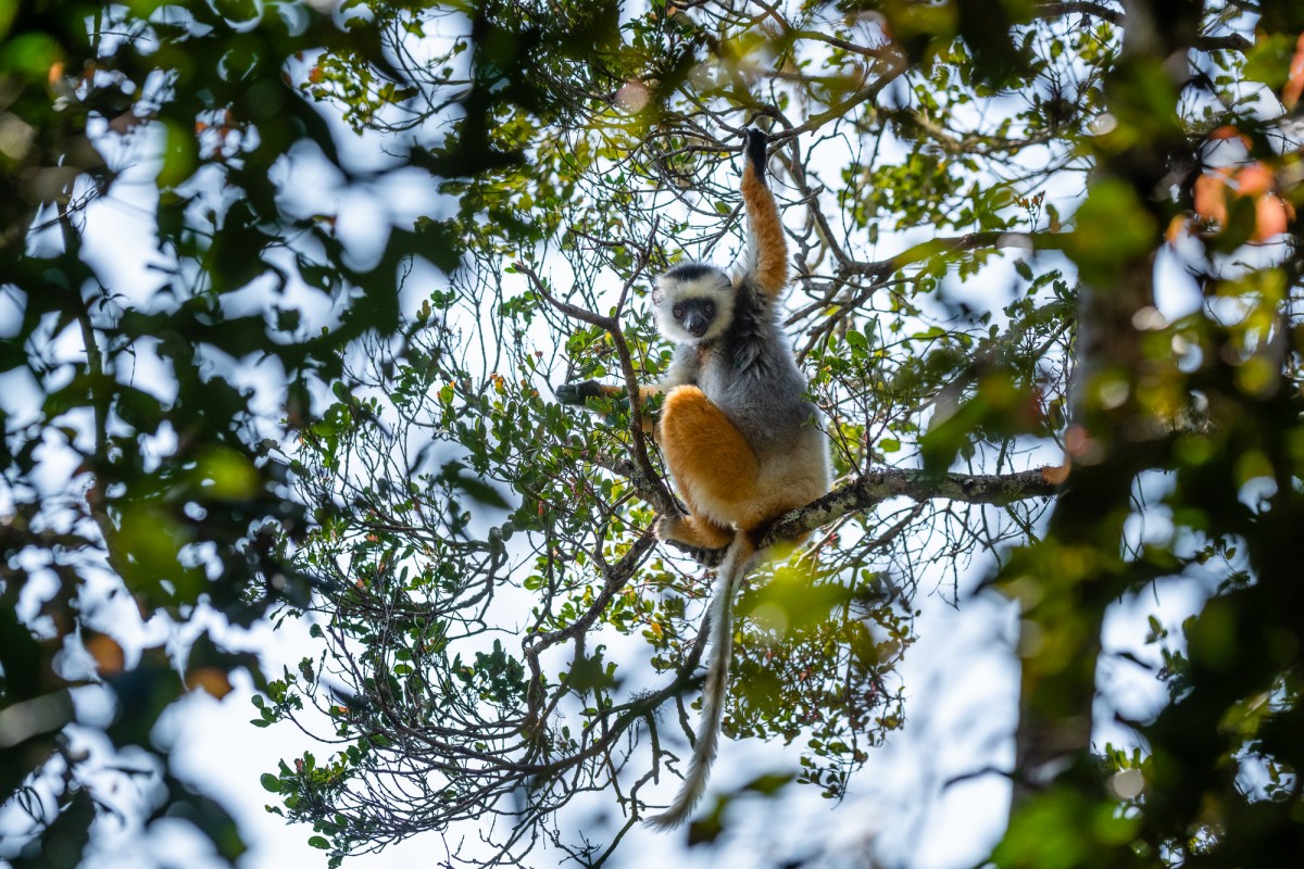 Diademed sifaka in its habitat - Andasibe, Madagascar