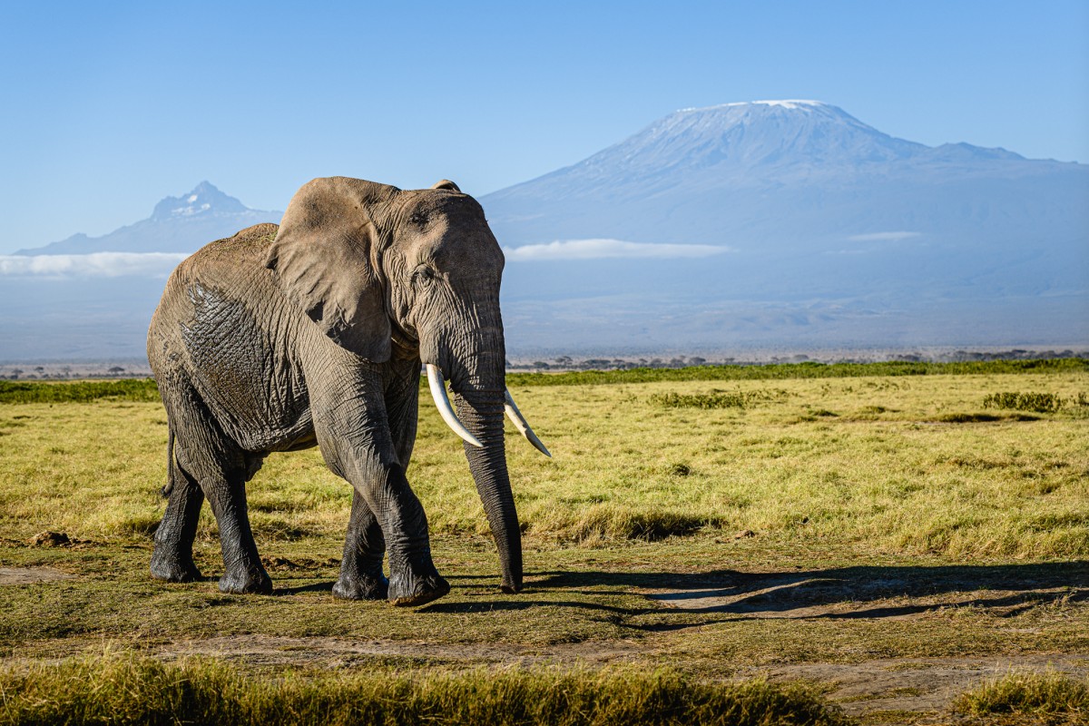 Bull elephant in front of the Kilimanjaro - Amboseli National Park, Kenya
