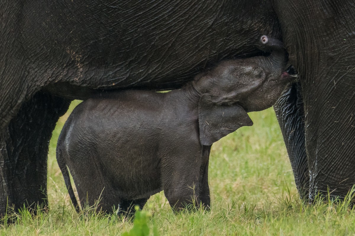 Sri Lankan elephant calf drinking - Kaudulla NP, Sri Lanka