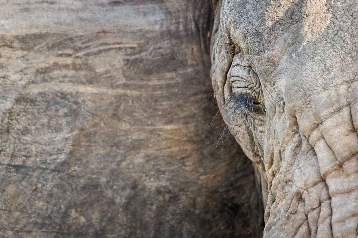 Closeup of an elephant eye