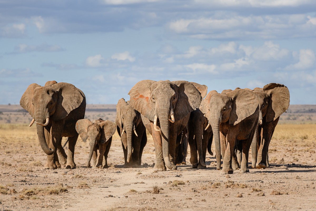 Matriarch leading a group of elephants - Amboseli National Park, Kenya