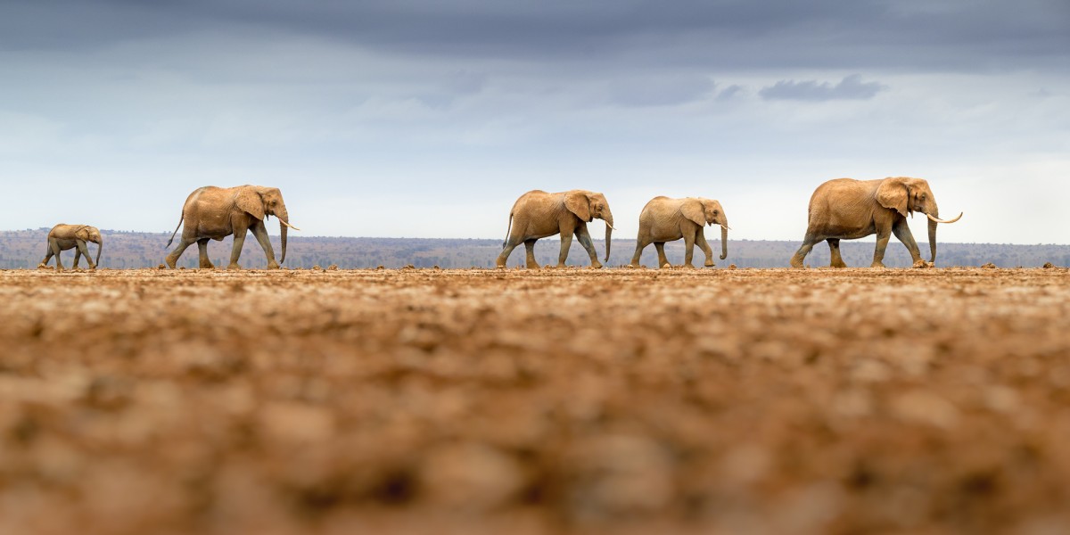 African elephant parade on the dry bed of lake Amboseli - Amboseli National Park, Kenya