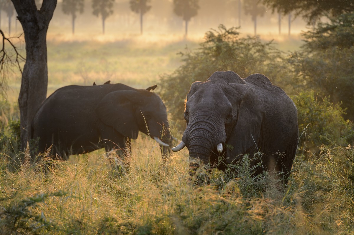 African elephants in golden morning light - Murchison Falls NP, Uganda