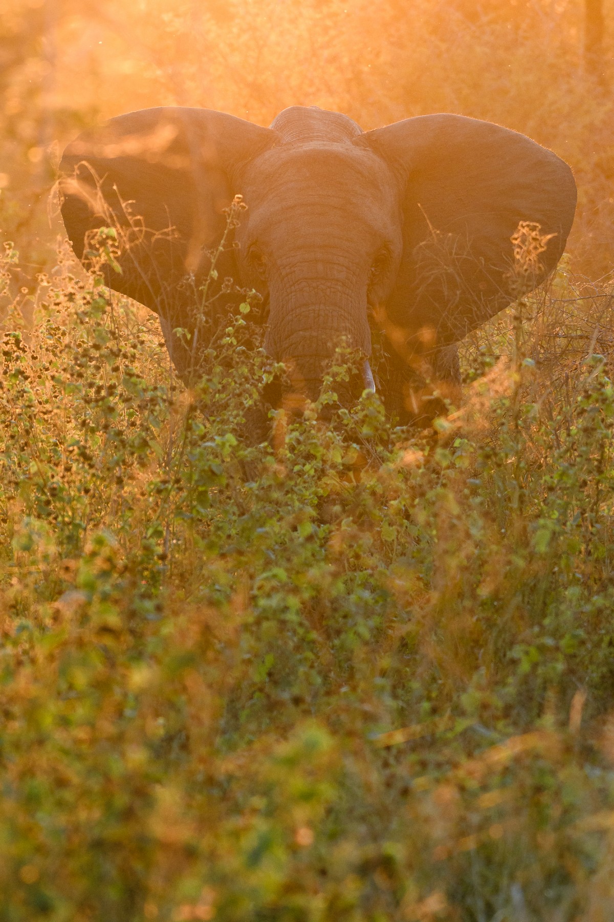 Elephant in orange sunset light