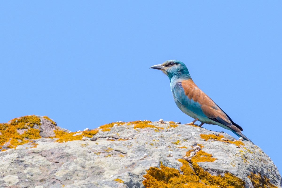 European roller (Coracias garrulus) perching on rock