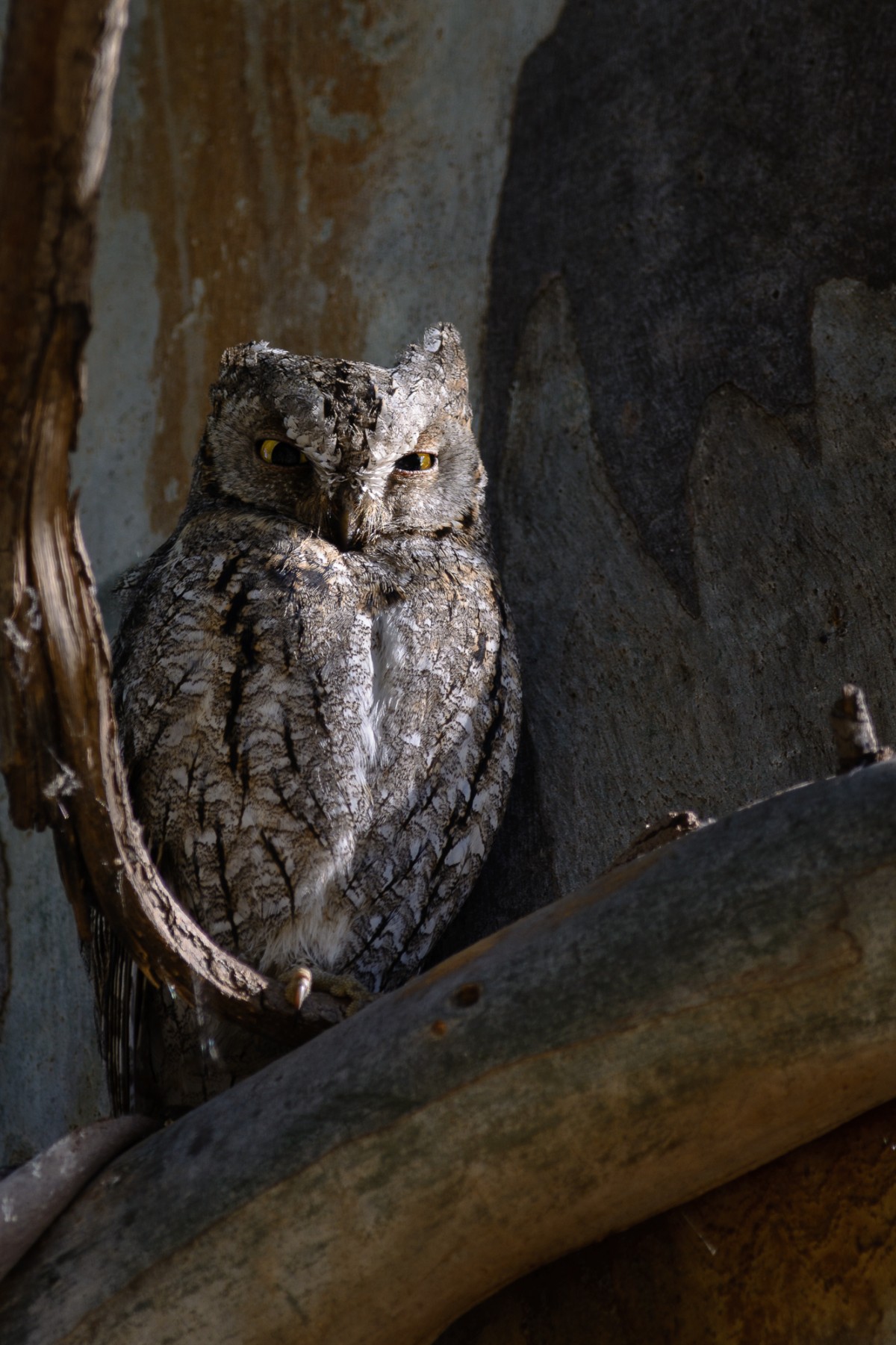 European scops owl (Otus scops) perching