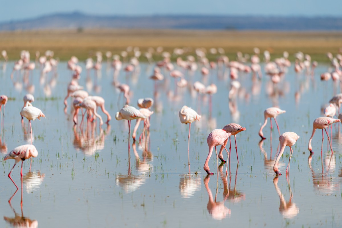 Flamingos in a lake - Amboseli National Park, Kenya