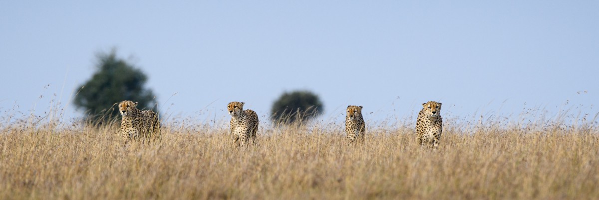 Four cheetah brothers (Tano Bora) in dry grass - Maasai Mara National Reserve, Kenya