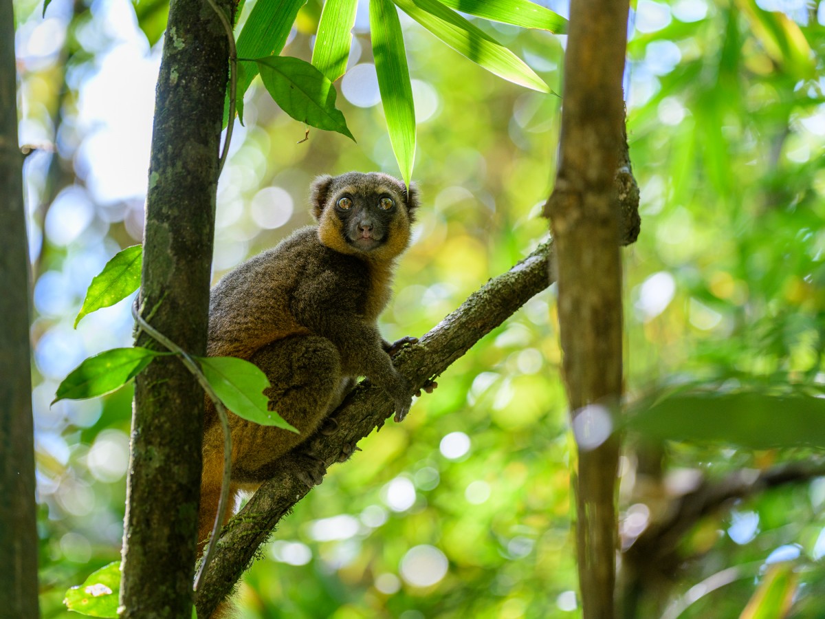 Golden bamboo lemur in the rainforest - Ranomafana, Madagascar