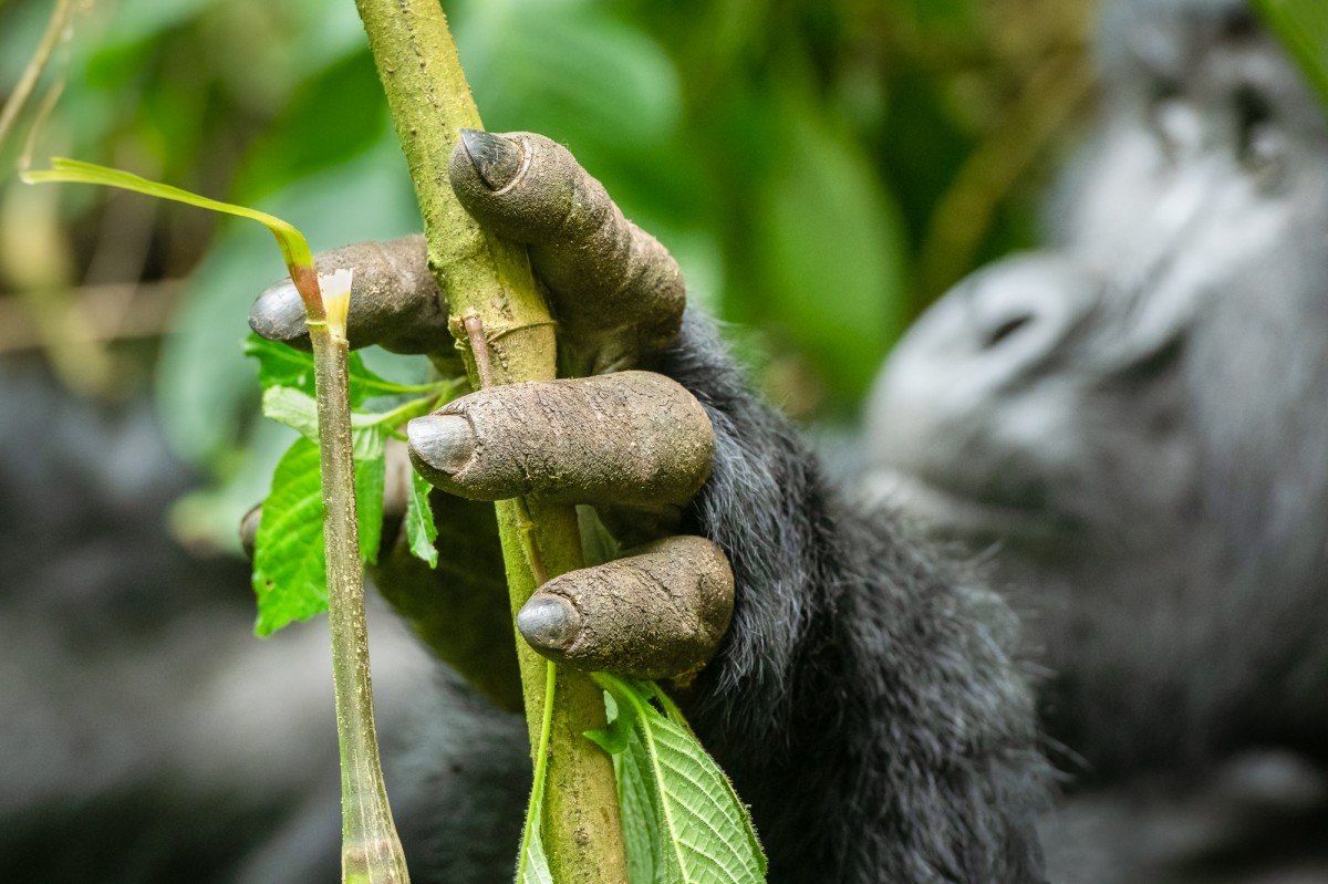 The hand of a silverback gorilla - Bwindi Impenetrable Forest, Uganda