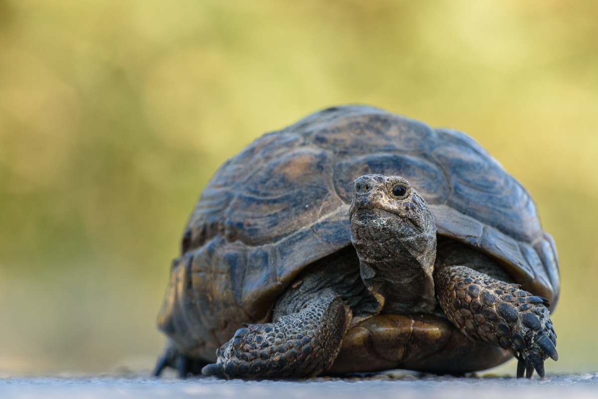 Greek tortoise (Testudo graeca) portrait