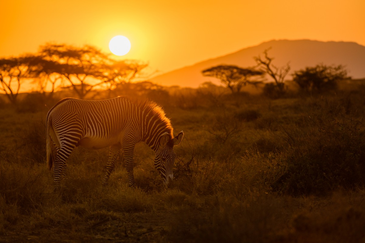 Grévys zebra (Equus grevyi) backlit during sunrise - Buffalo Springs National Reserve, Kenya