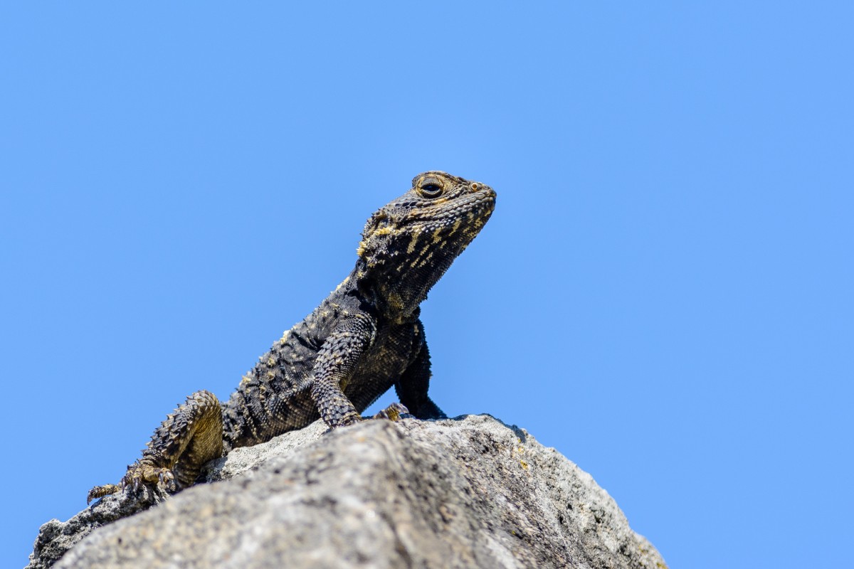 Hardun (Stellagama stellio) sunbathing