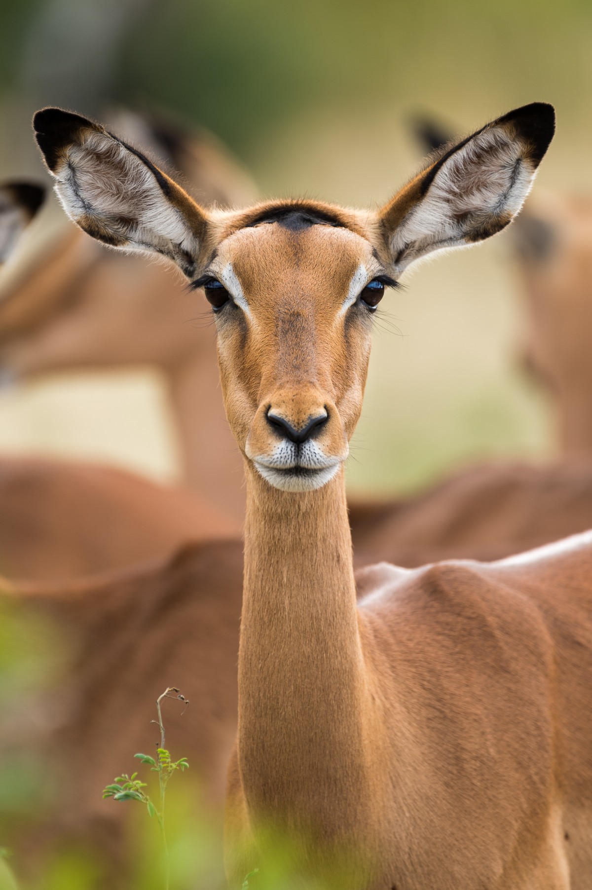 portrait of an impala