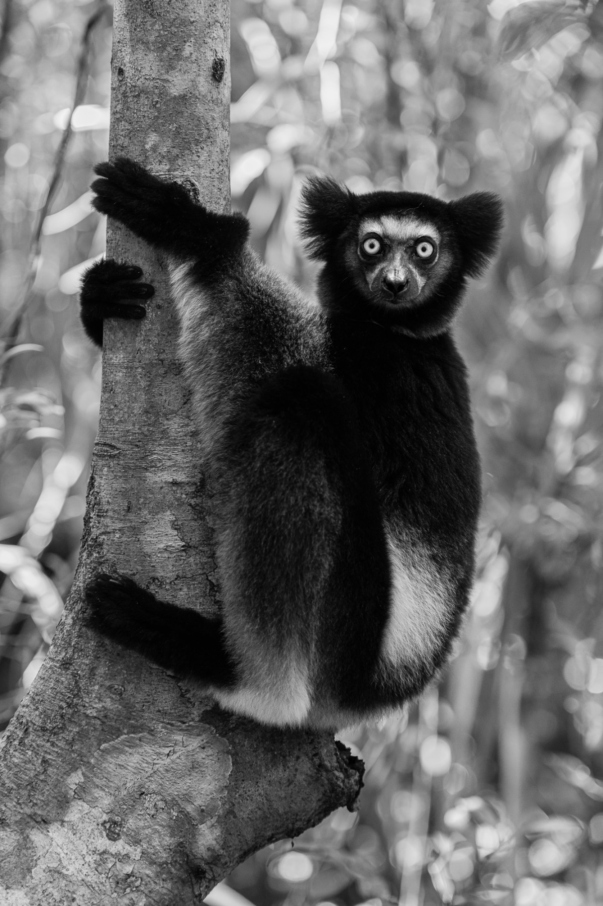 Black and white portrait of the Indri indri - Canal des Pangalanes, Madagascar