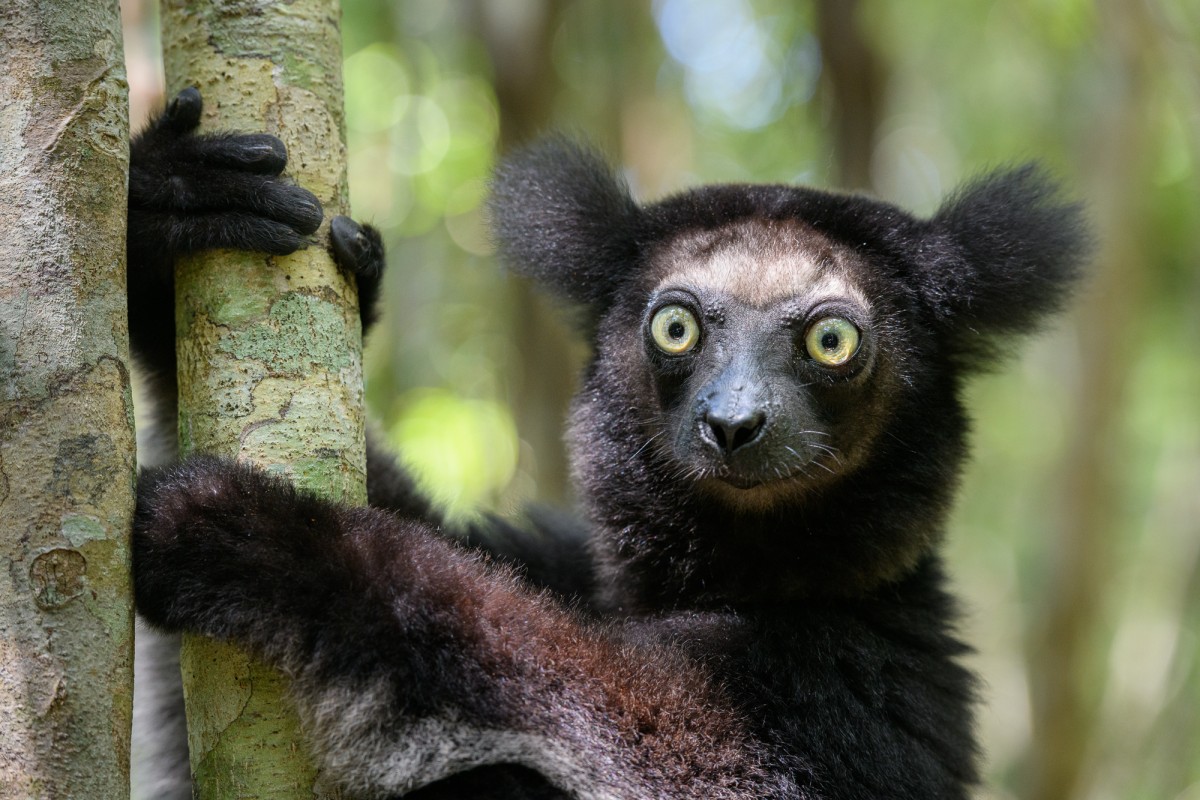 Close-up of the Indri indri - Canal des Pangalanes, Madagascar