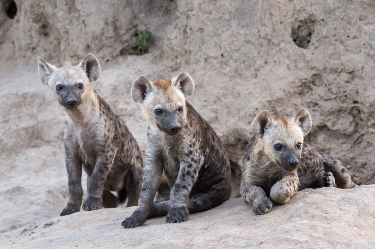Juvenile hyena