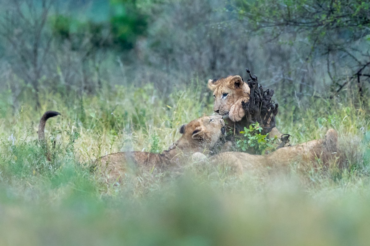 Juvenile lions playing