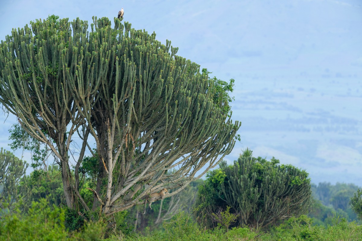 Leopard and African fish eagle in a cactus tree - Queen Elizabeth NP, Uganda