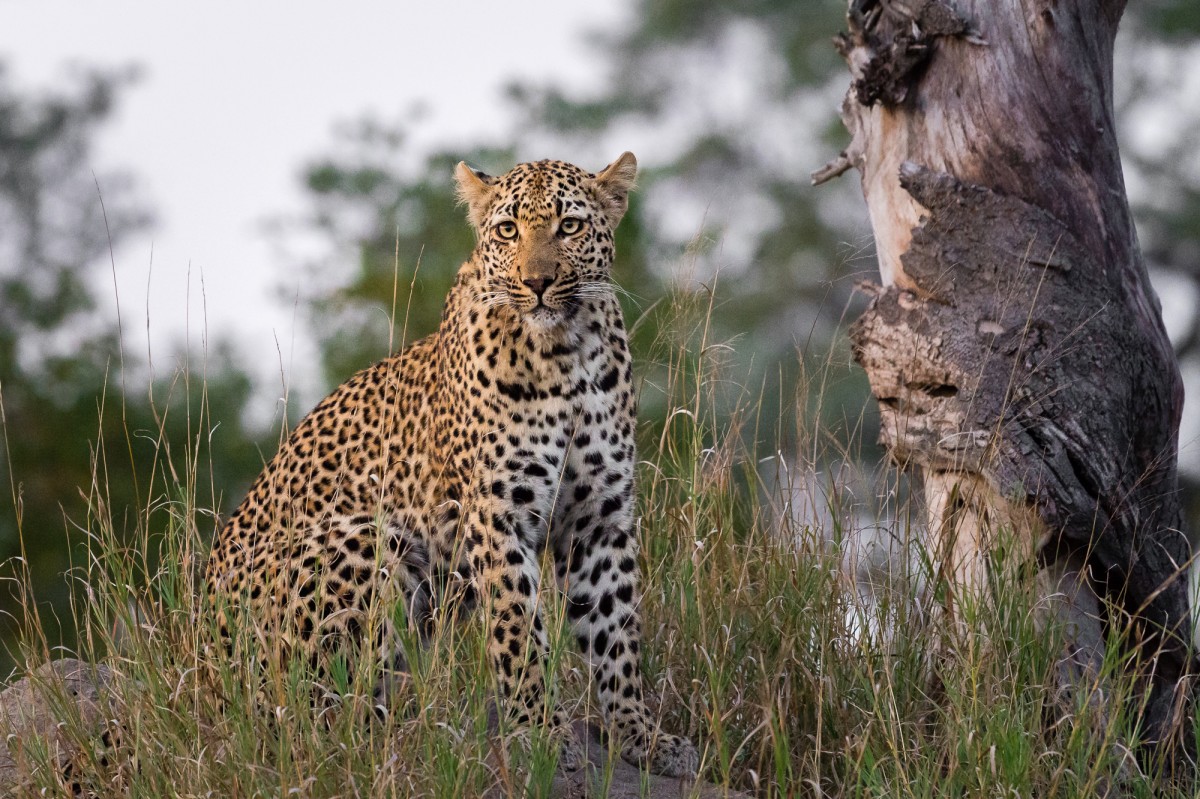 Leopard on a termite mound